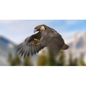 Red-tailed Hawk (Animated) model